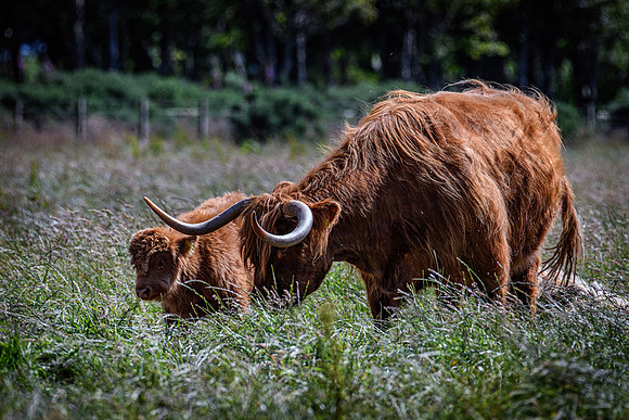 220712 Highland Cattle 079