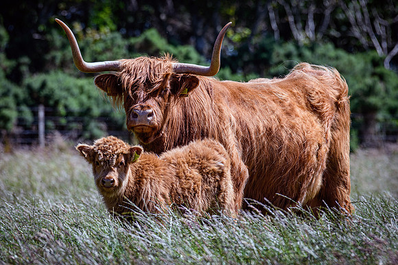 220712 Highland Cattle 009