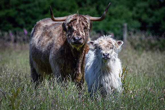 220712 Highland Cattle 065