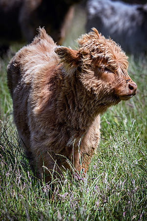 220712 Highland Cattle 037