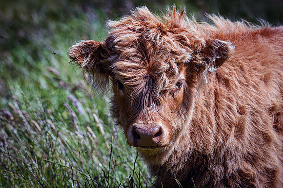 220712 Highland Cattle 028