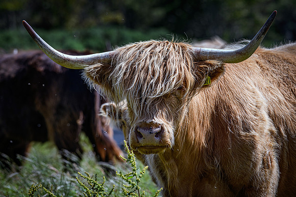 220712 Highland Cattle 025