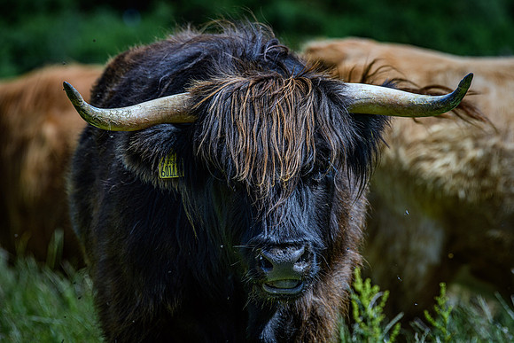 220712 Highland Cattle 045