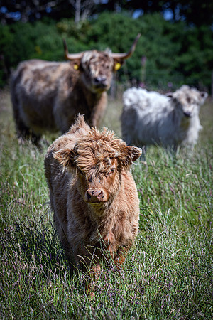 220712 Highland Cattle 035