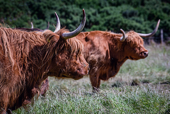 220712 Highland Cattle 073