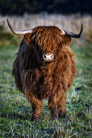 201228 Highlanders 056