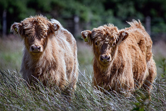 220712 Highland Cattle 004