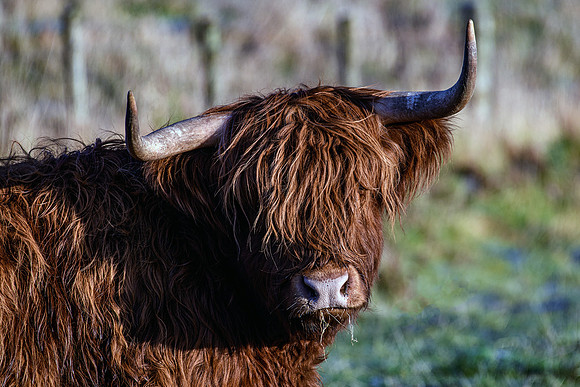 201228 Highlanders 002