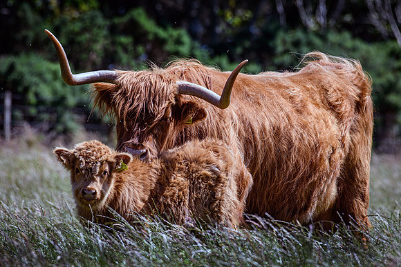 220712 Highland Cattle 006