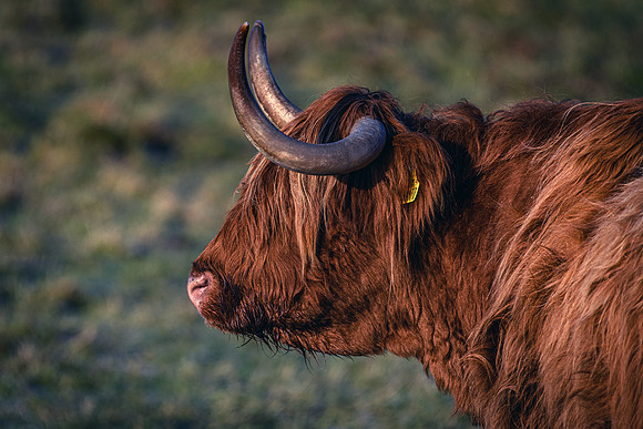 201228 Highlanders 034