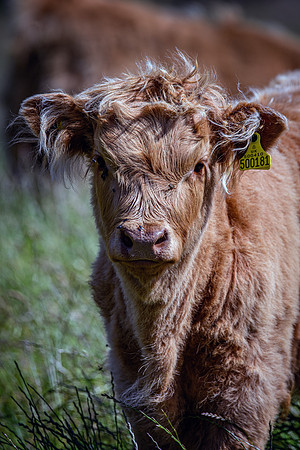 220712 Highland Cattle 040