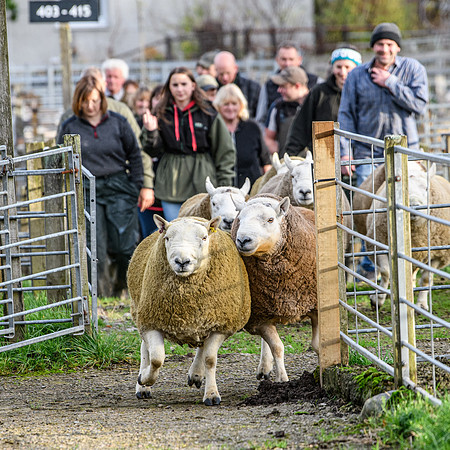 241102 Lairg Hill NCC Show 011