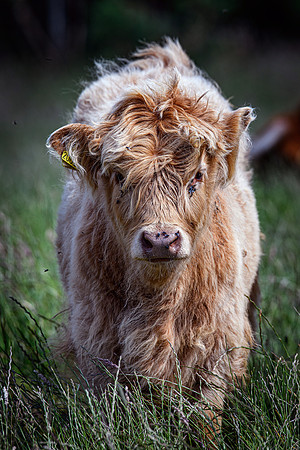 220712 Highland Cattle 052