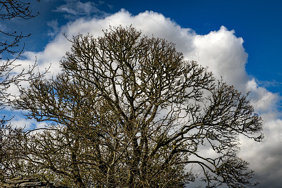 210516 Dalemore 084