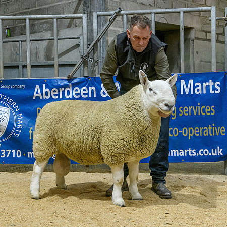 220916 NCC Quoybrae - Champion - Barnaclavan Cooper - £11000