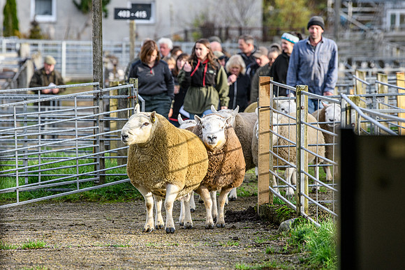 241102 Lairg Hill NCC Show 012