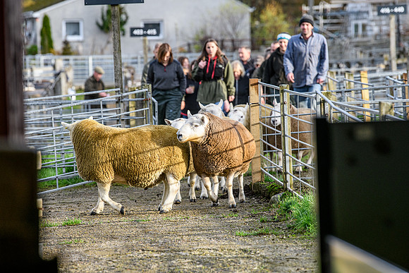 241102 Lairg Hill NCC Show 013