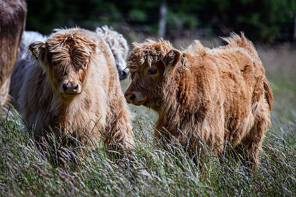 220712 Highland Cattle 011