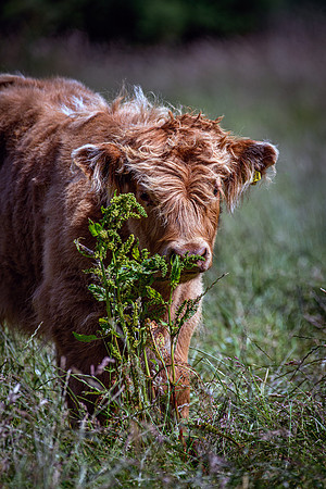 220712 Highland Cattle 069
