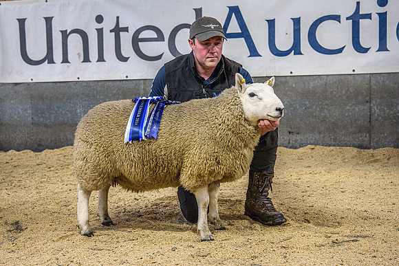 241102 Lairg Hill NCC Show - Male Reserve Champion