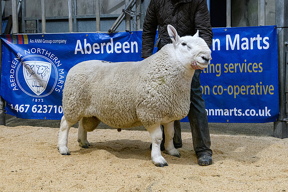 220916 NCC Quoybrae - Reserve Champion - Biggins Classic - £500 #2