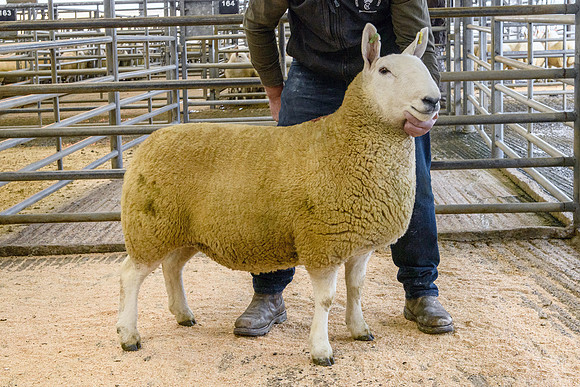 220916 NCC Quoybrae - Barnaclavan gimmer - £2000