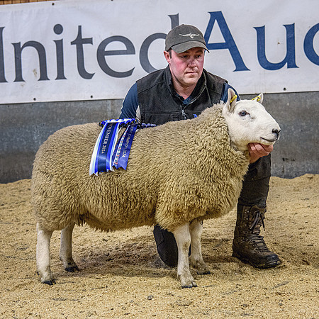 241102 Lairg Hill NCC Show - Male Reserve Champion #2